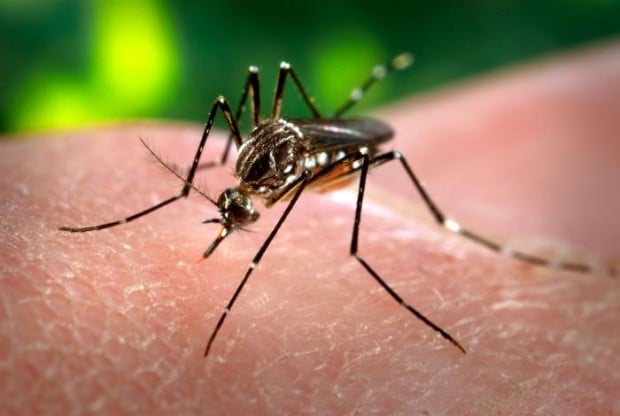 http://ciclovivo.com.br/wp-content/uploads/2015/009/img/noticias/Aedes_aegypti_CDC-Gathany.jpg