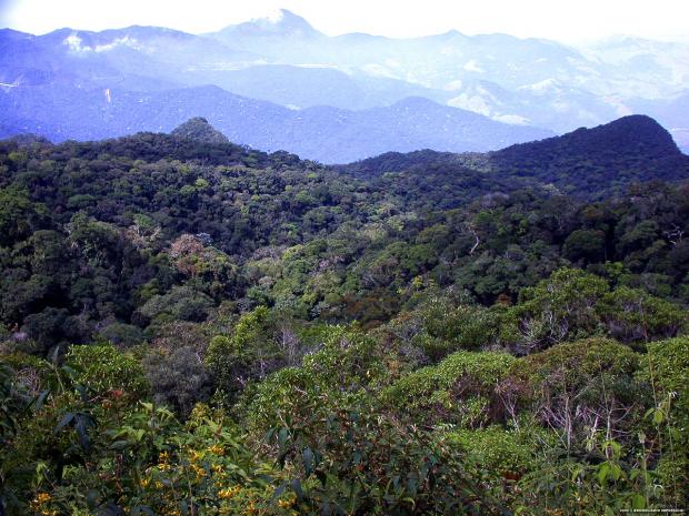 As 10 florestas mais ameaçadas do mundo