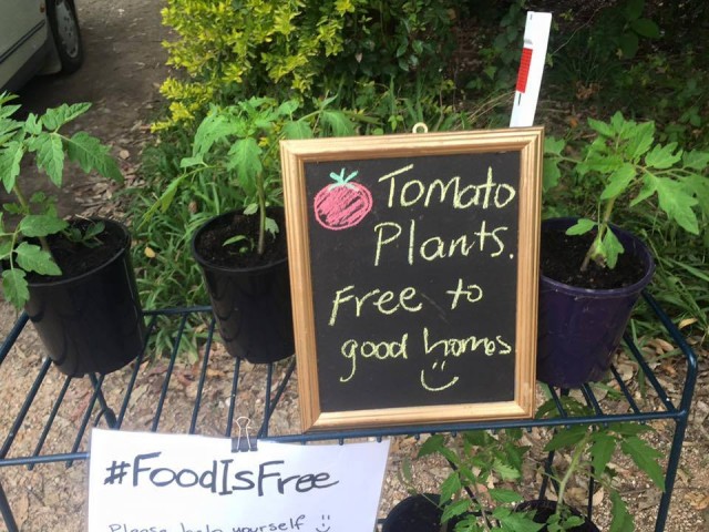 Vai um tomatinho de graça aí? | Foto: Food is Free Project