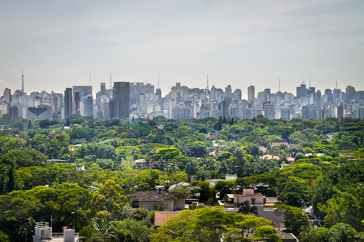 Aplicativo mapeia árvores nativas brasileiras