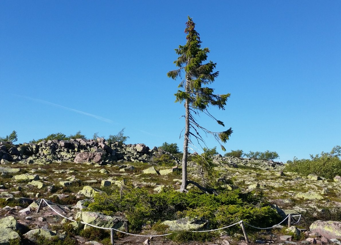 Árvore mais velha do mundo está na Suécia e tem 9550 anos
