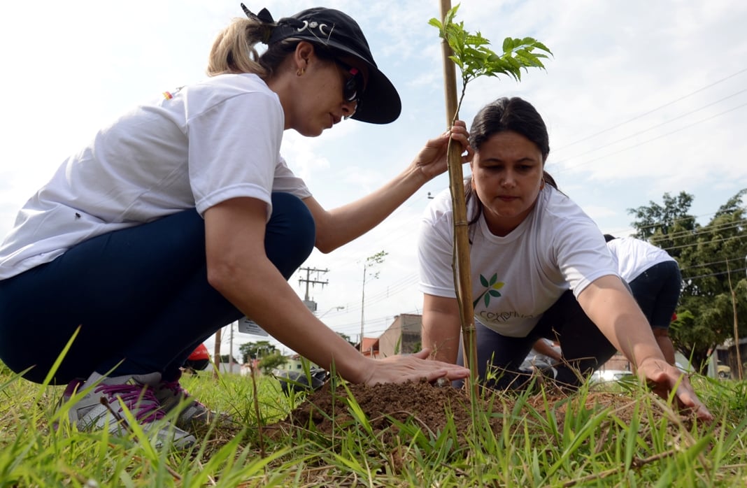 Universitários trocam trote tradicional por plantio de árvores em SP