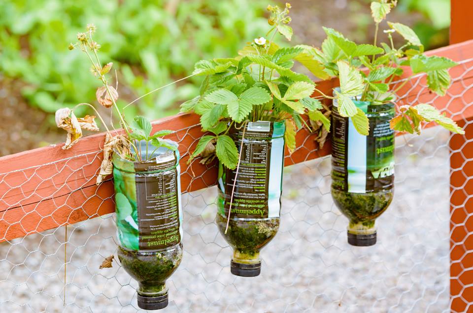 Manual ensina a fazer hortas verticais com sistema próprio de irrigação