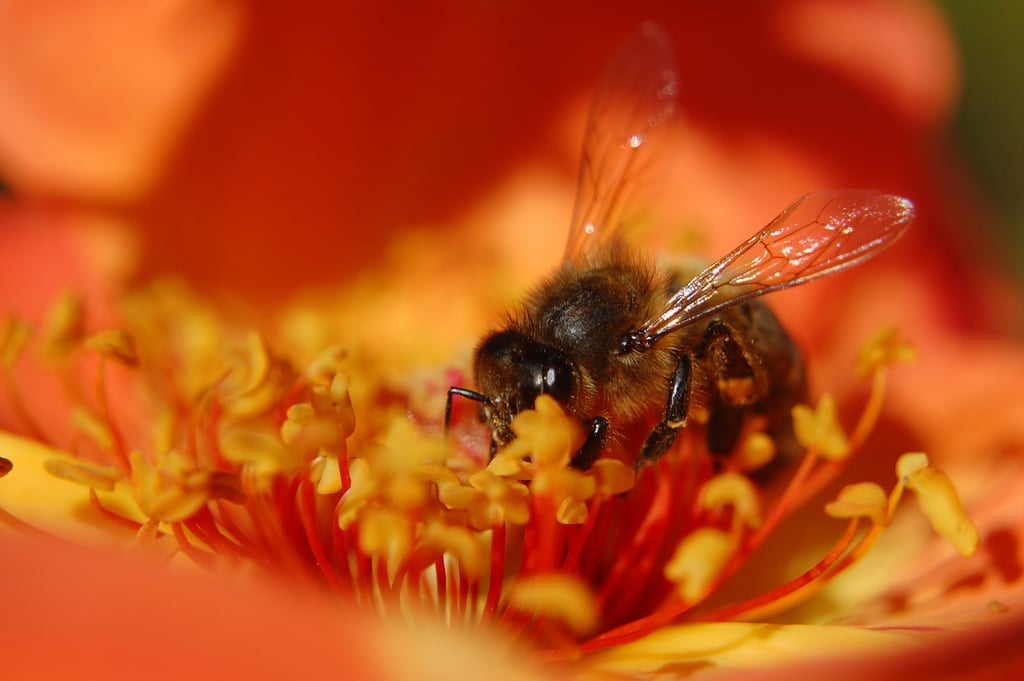 Estudo mostra ameaças e soluções para proteger abelhas e outros polinizadores