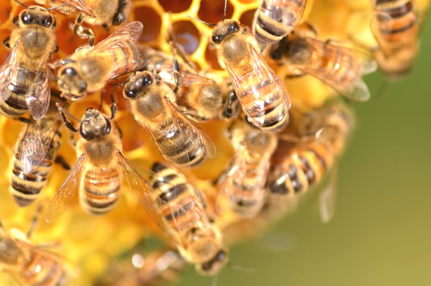 Pesticida usado para matar ácaros em colmeias pode estar matando as abelhas