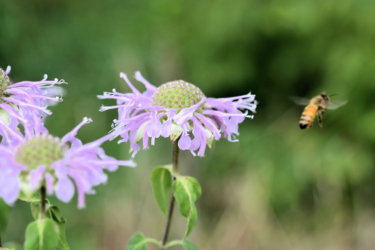 Cidade nos EUA vai transformar terrenos inutilizados em santuários de abelhas