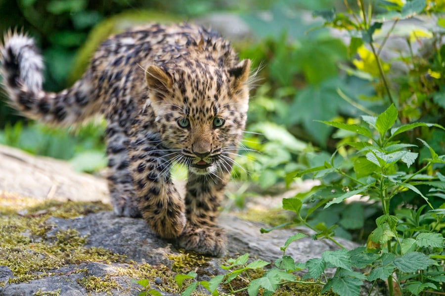 China terá santuário gigante de proteção a leopardos e tigres