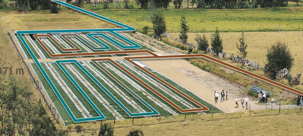 Plantas aquáticas são usadas para recuperar lago na Colômbia