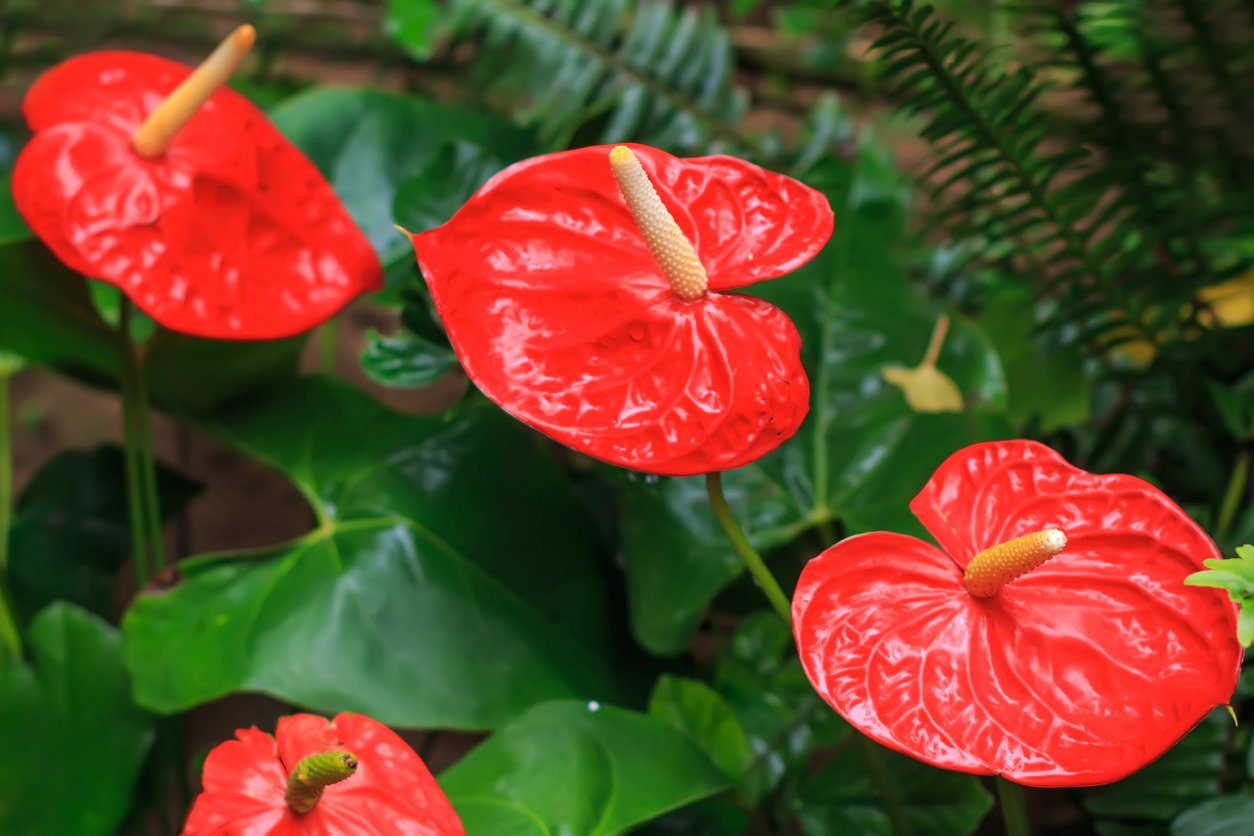 Red anthurium also known as tailflower, flamingo flower and laceleaf