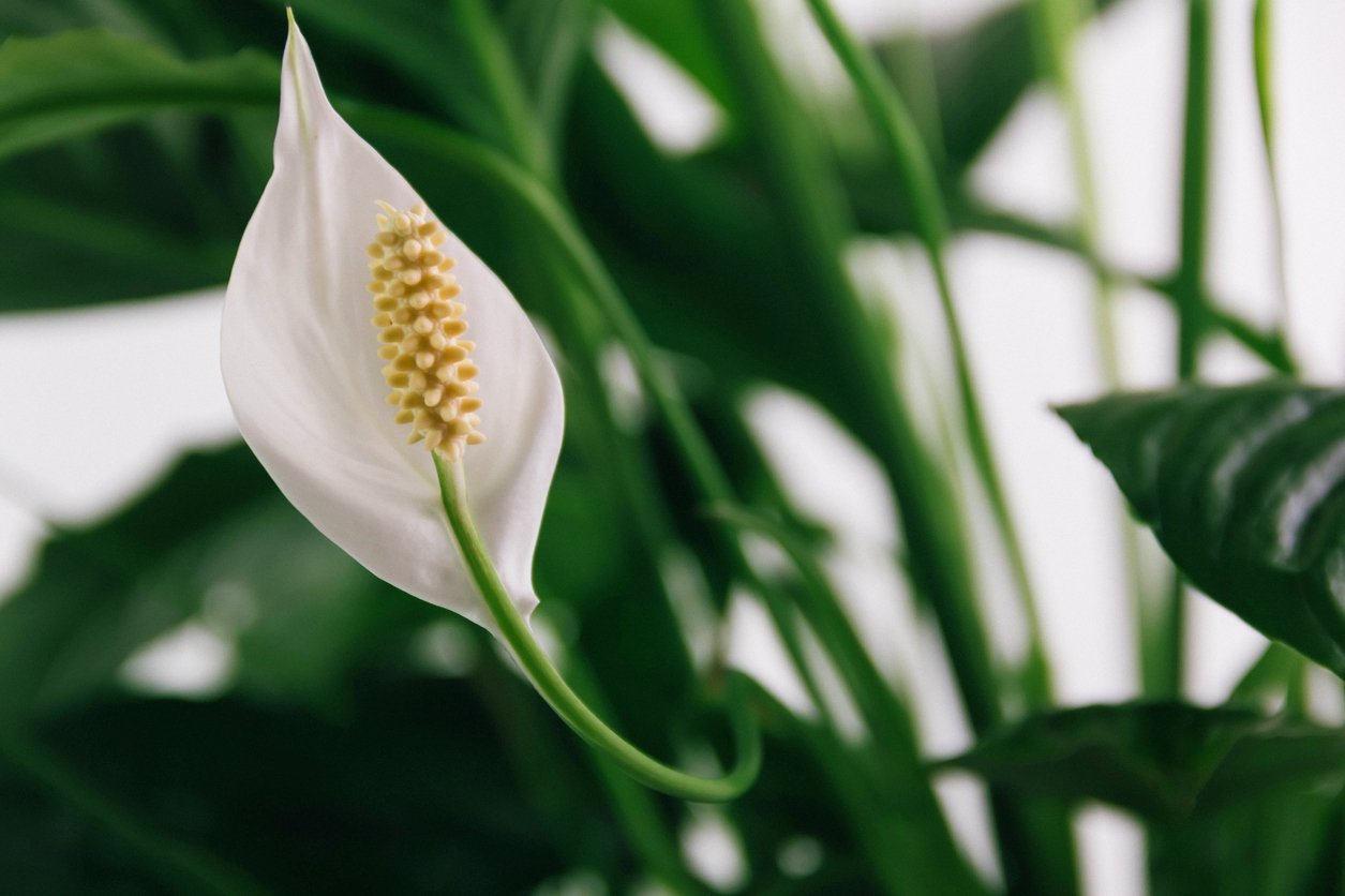 White lily plant