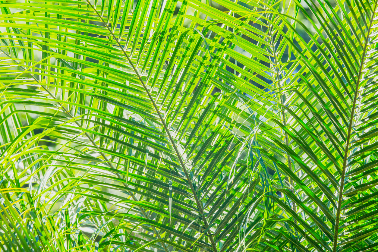 background of green palm leaves