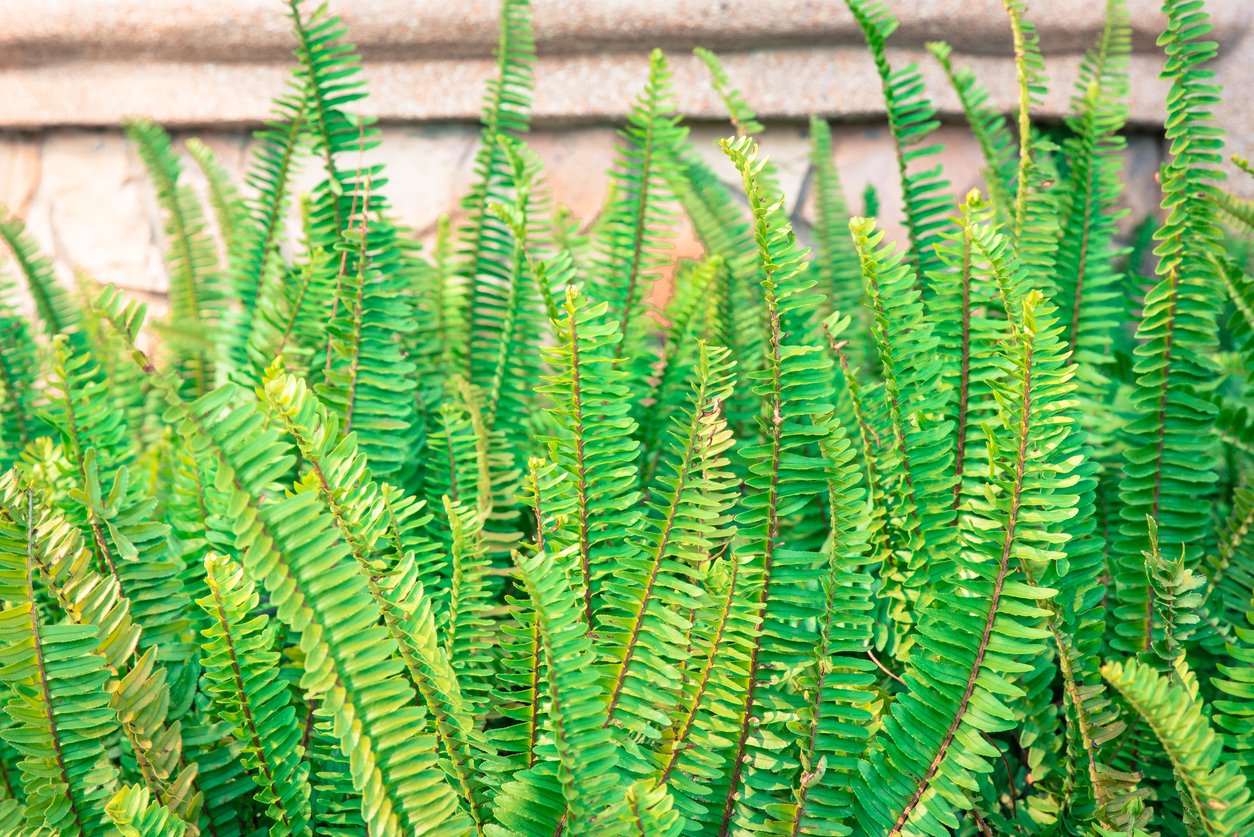 Nephrolepis exaltata (The Sword Fern) - a species of fern in the family Lomariopsidaceae for background.