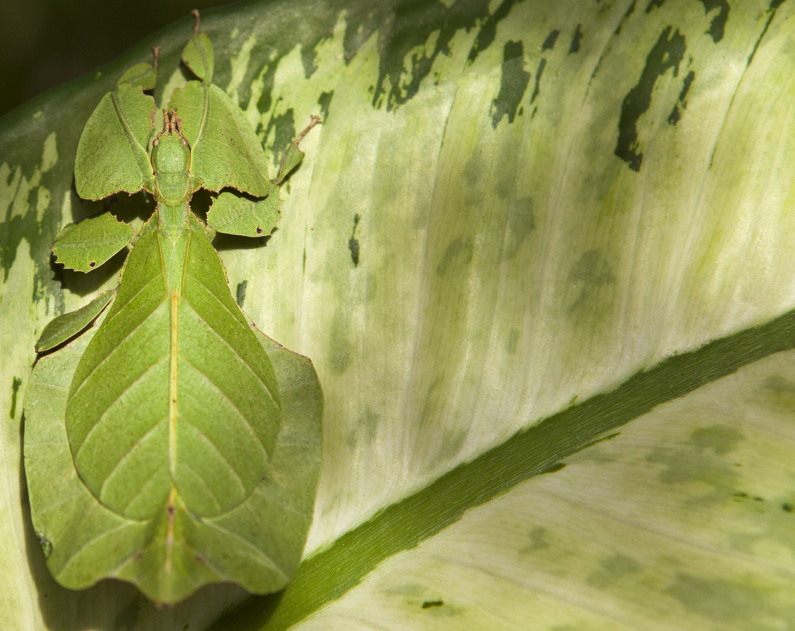Photo of Phyllium giganteum or giant leaf bug on leaf