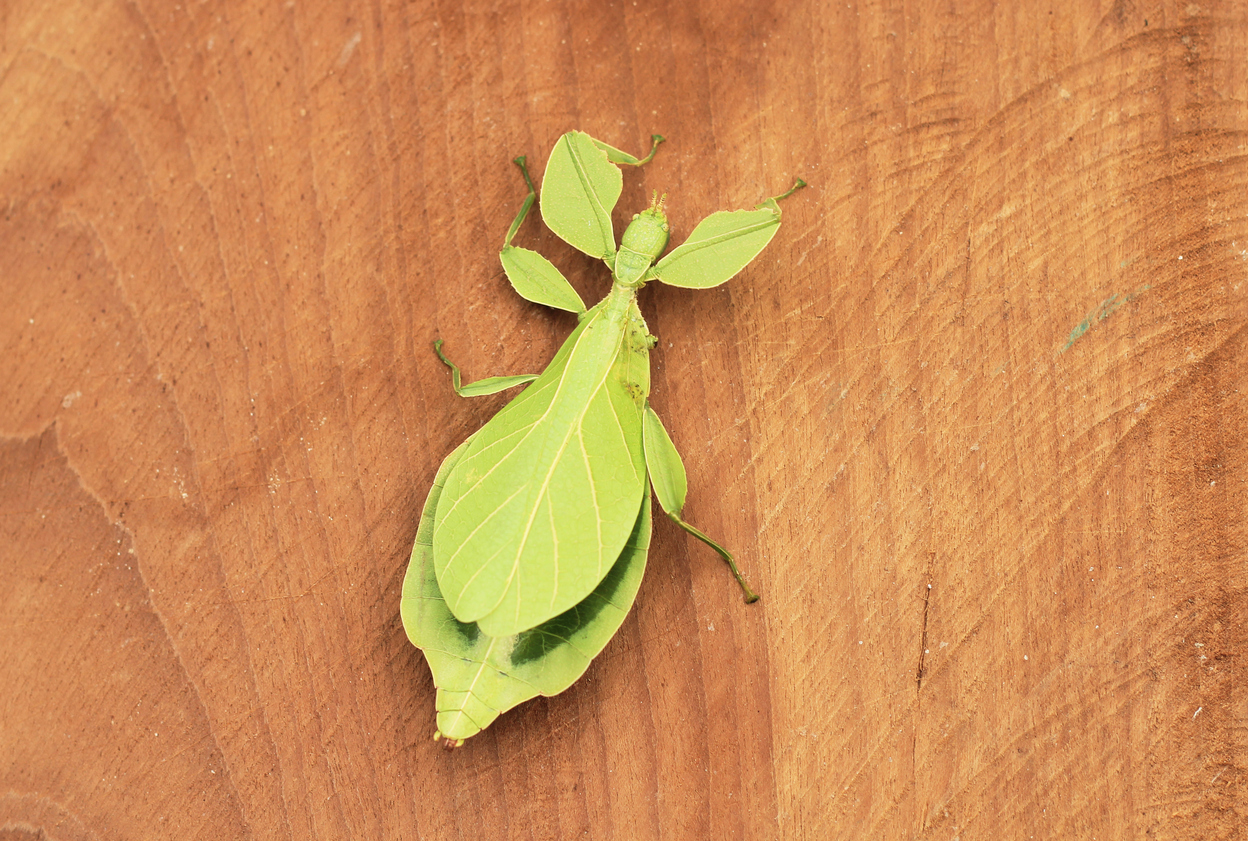 Leaf Insect.