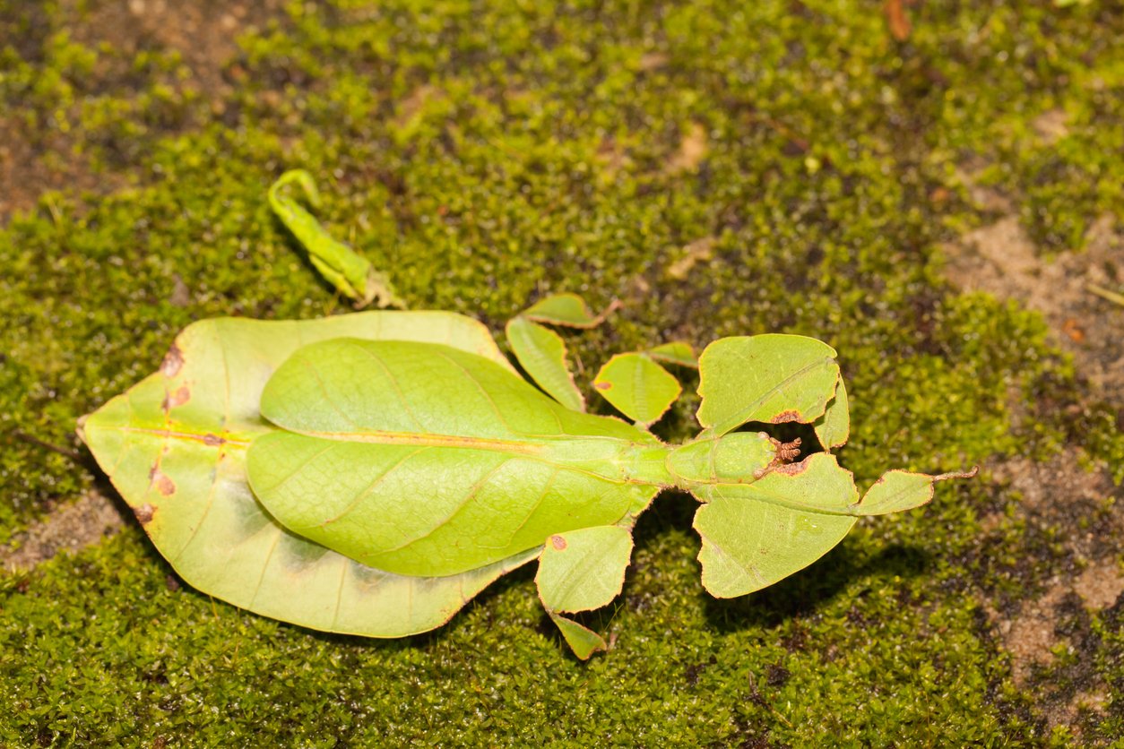 Leaf insect close up