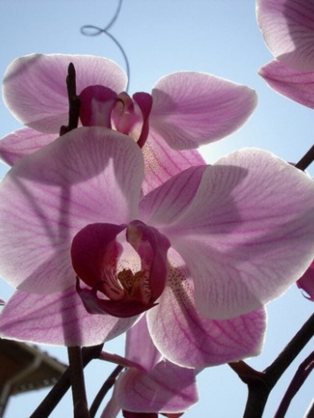 cropped-orquidea4479858274_2627f38fa7_z.jpg