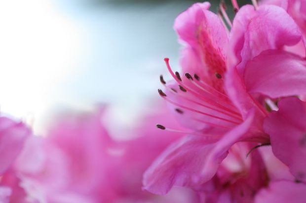 10 flores e plantas perfeitas para o frio - CicloVivo