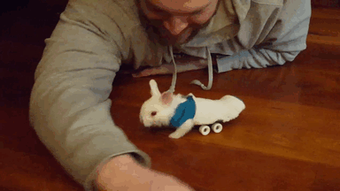 paralyzed-bunny