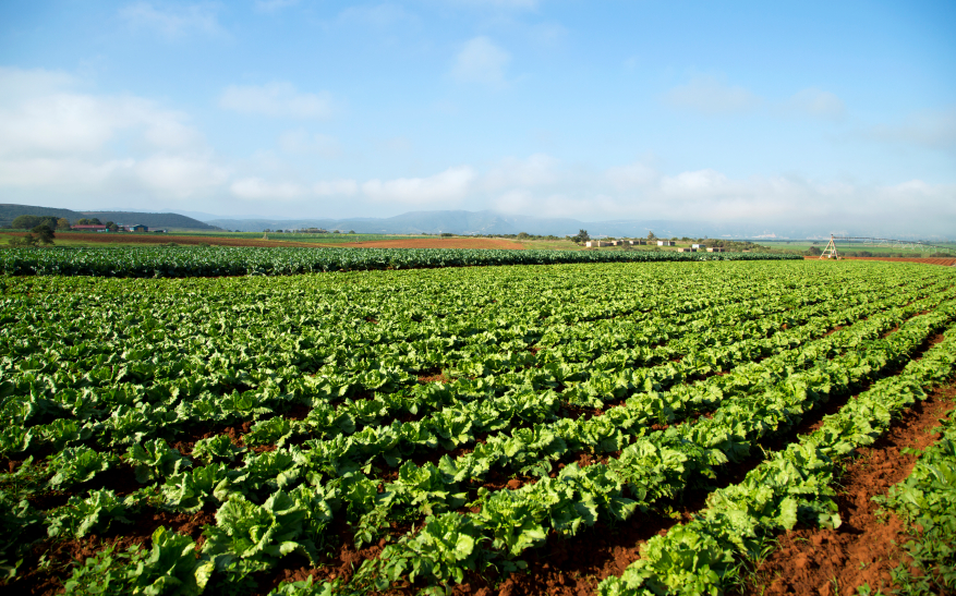 Estudo mostra que agricultura orgânica pode alimentar o mundo inteiro