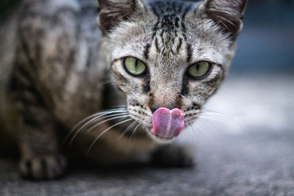 gato lingua alimentos