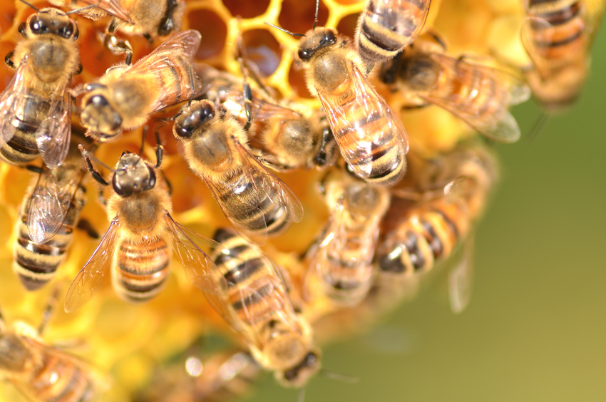 Pesticida usado para matar ácaros em colmeias pode estar matando as abelhas - CicloVivo