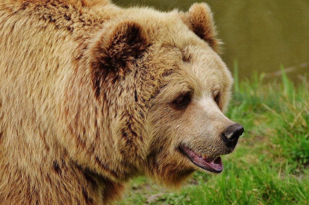 animais mais fortes urso
