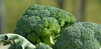 brócolis benefícios