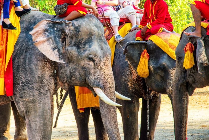 elefante usado em turismo
