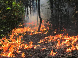 queimada na amazônia