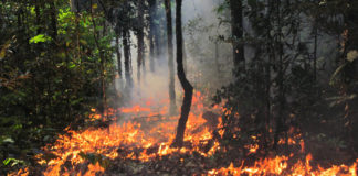 queimada na amazônia