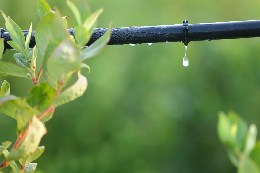 irrigação por gotejamento