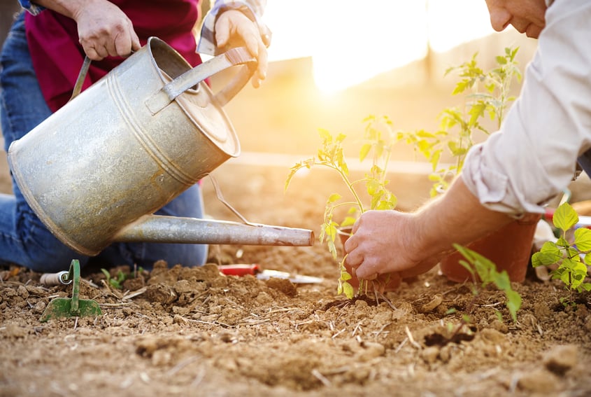 10 dicas para quem está começando a cultivar plantas ou alimentos |  CicloVivo