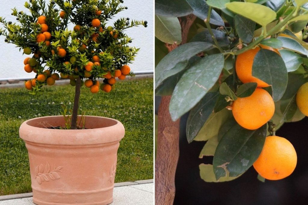 Aprenda como plantar laranja em vaso | CicloVivo