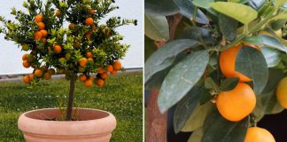 Aprenda como plantar laranja em vaso