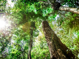 floresta amazônica natureza