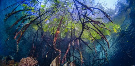 oceanos pulmão do mundo