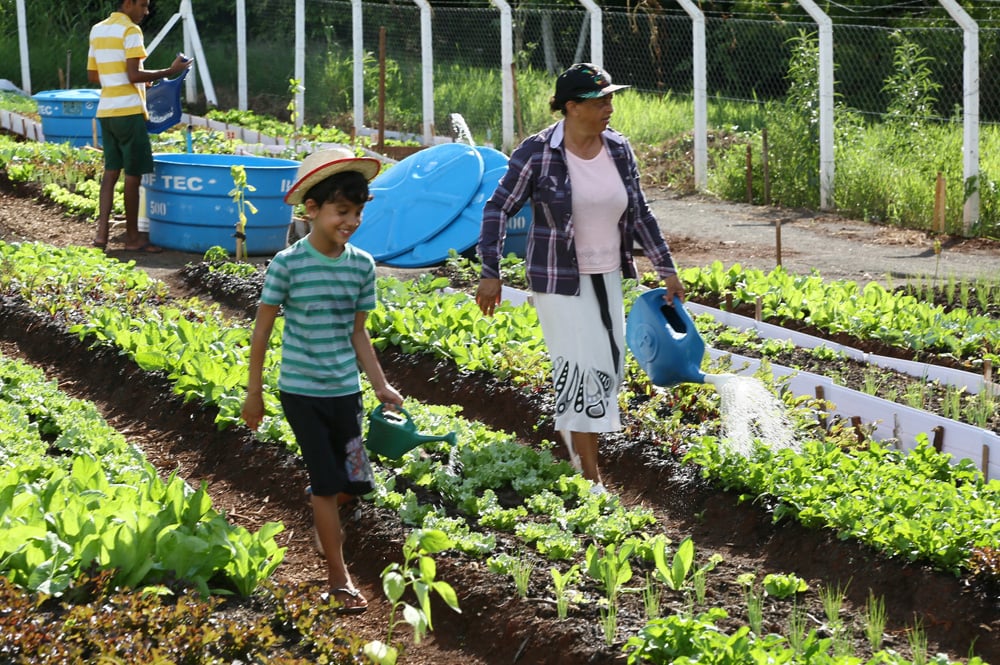 Cidade de Maringá possui 37 hortas comunitárias mantidas por 899 famílias -  CicloVivo