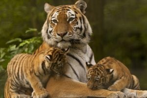 tigre e filhotes, tigres