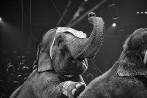 elefante em circo