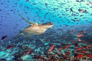 tartaruga vida marinha galapagos