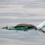 Sea turtle caught in fishing net, Costa Rica