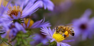 pesticidas abelhas