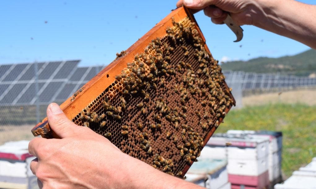 fazenda solar abelhas