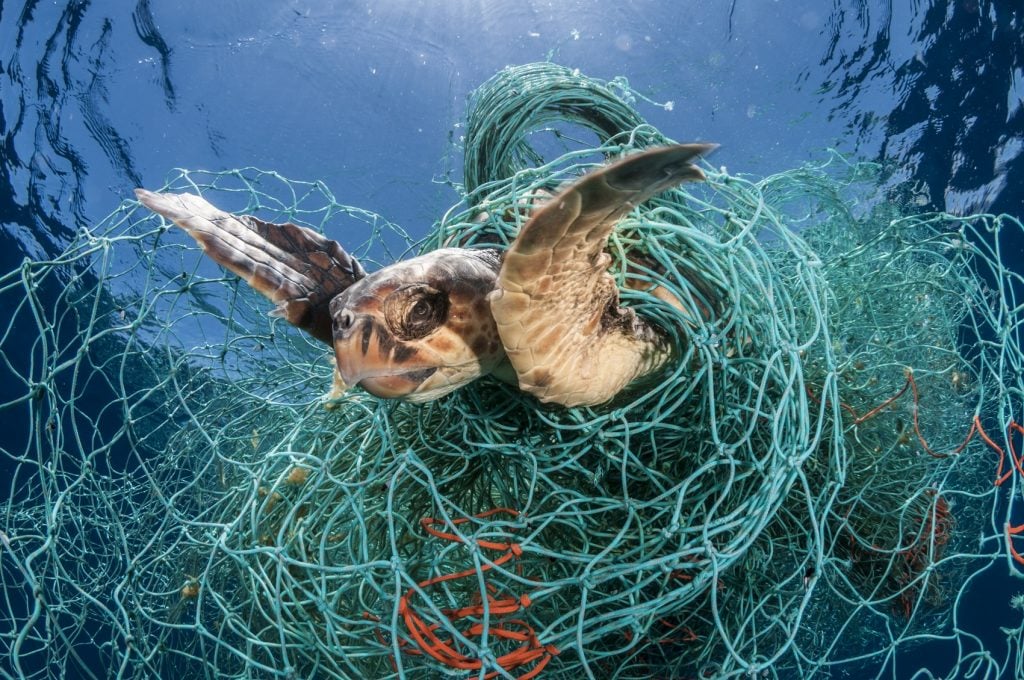 tartaruga rede de pesca