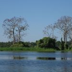 biodiversidade amazônia