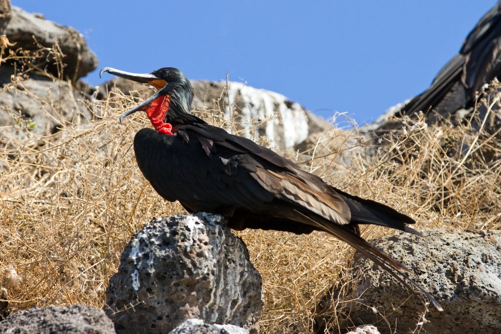 fragata