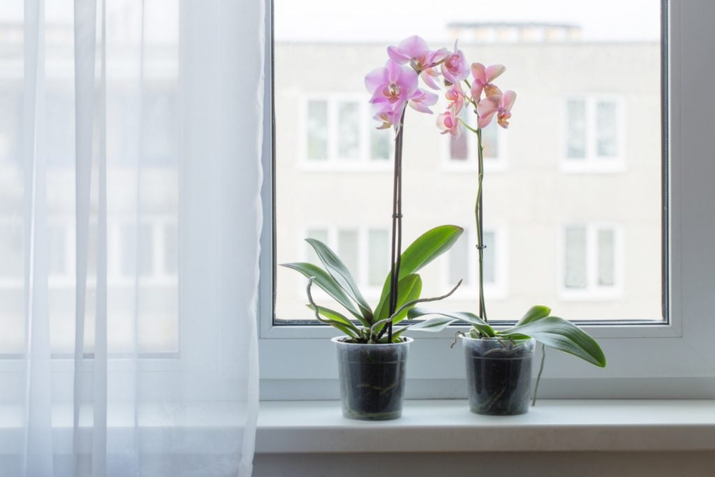 Como plantar e cuidar de orquídeas
