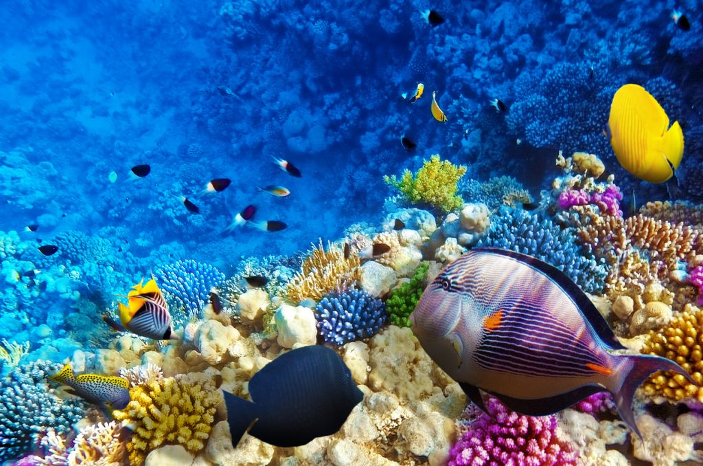 recifes corais