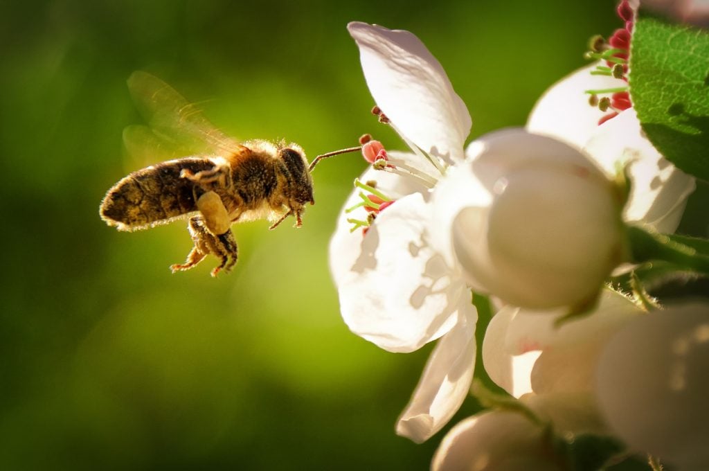 abelhas agricultura