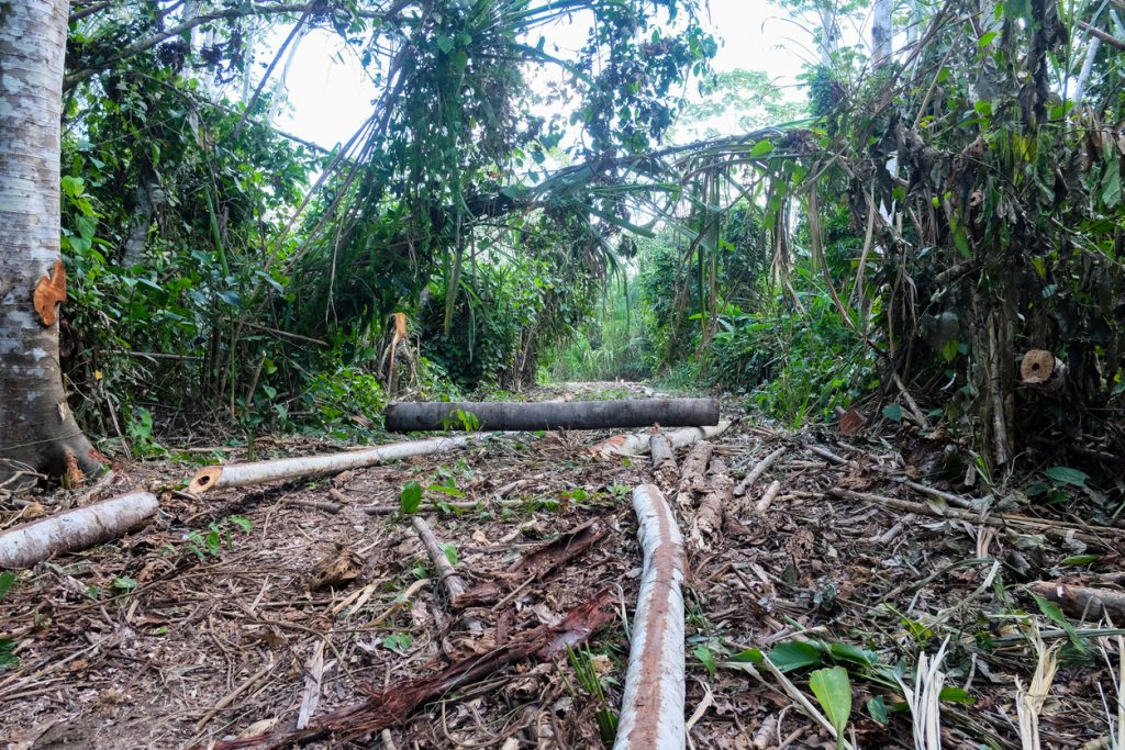 desmatamento amazônia